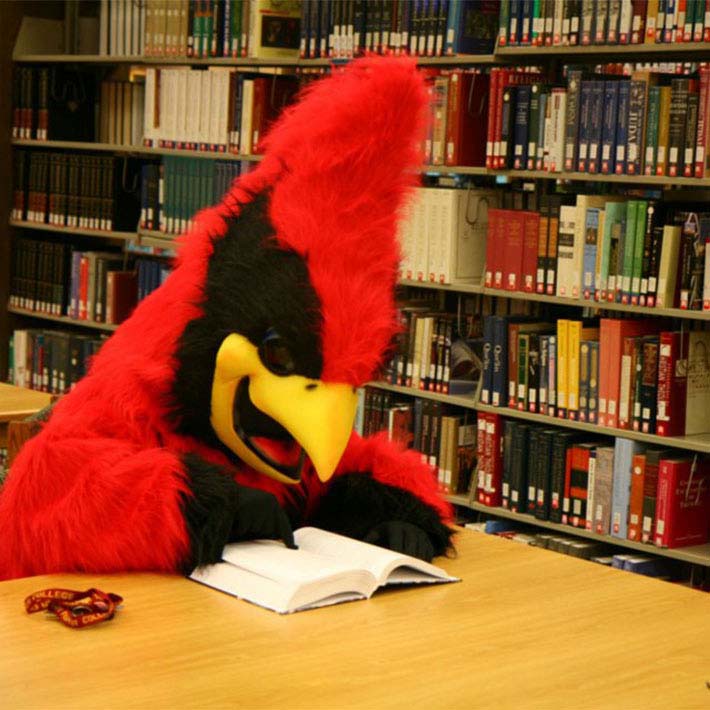 JAV目录's Mascot, the Cardinal, studying in the library